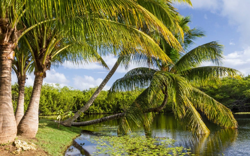 Queen Elizabeth II Botanic Park in Grand Cayman