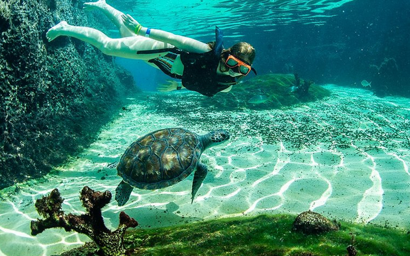 Cayman Turtle Centre in Grand Cayman