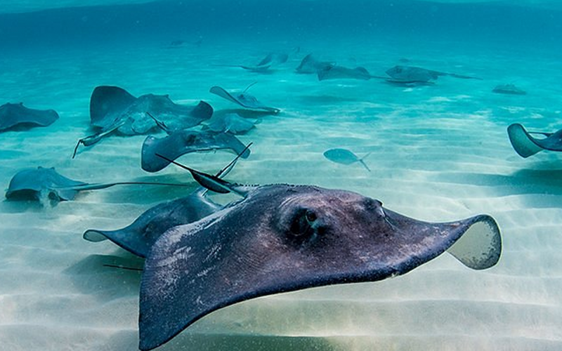 Stingray City in Grand Cayman